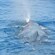Water spraying out of a whale’s blowhole