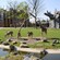Giraffes and antelopes grazing in a naturalistic enclosure