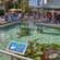 People gathered around an outdoor tank of water that contains coral and small sharks