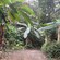 Tortola’s tropical forest adorned with palm trees