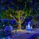 Behind the Seeds: Glimmering Greenhouses