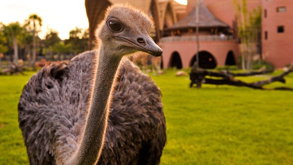 An ostrich on the savanna by Disney's Animal Kingdom Villas – Kidani Village