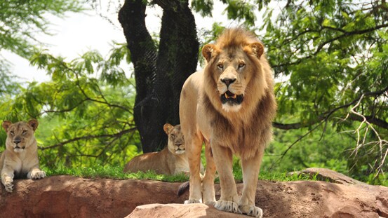 Lions on the savanna at Disney's Animal Kingdom park in Florida