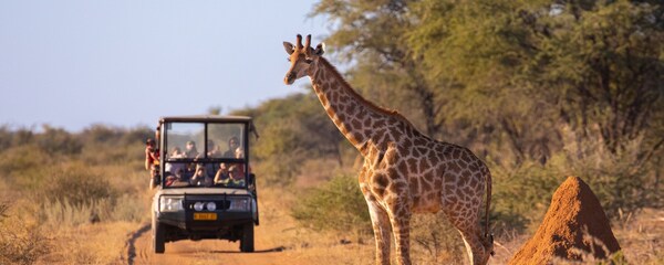 A safari vehicle driving along a dirt road with a giraffe on an African savanna
