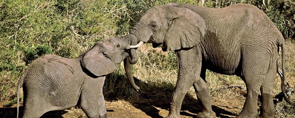 ディズニー・コレクションのポイントチャート | ディズニー