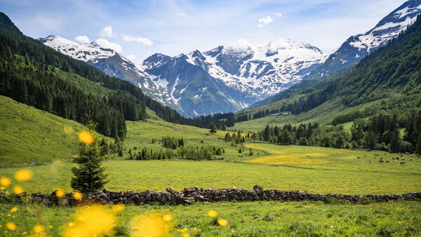 A panoramic view of the alpine landscape of Austria, with cows grazing in meadows below mountains covered in snow