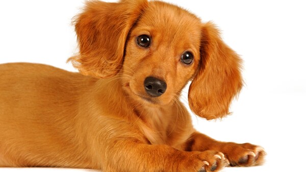 A caramel colored dachshund puppy looking at the camera