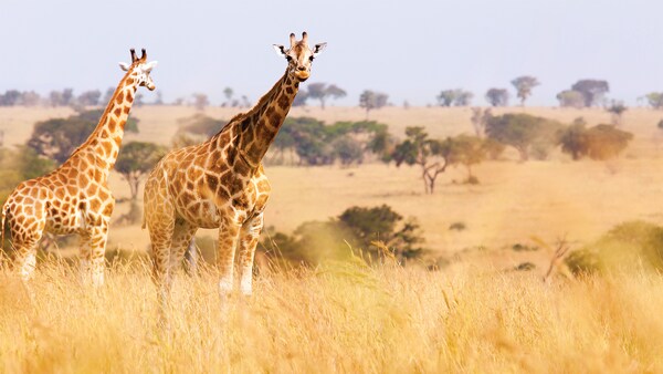 Giraffes | Disney Animals | Walt Disney World Resort