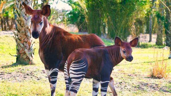 Okapis | Disney Animals | Walt Disney World Resort