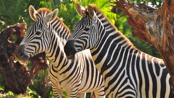 Zebras | Disney Animals | Walt Disney World Resort