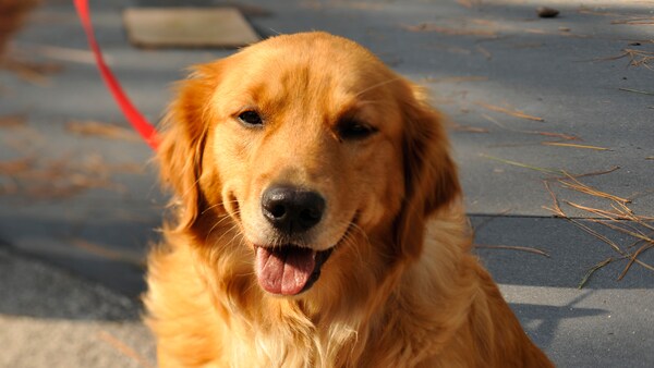 A golden retriever on a leash