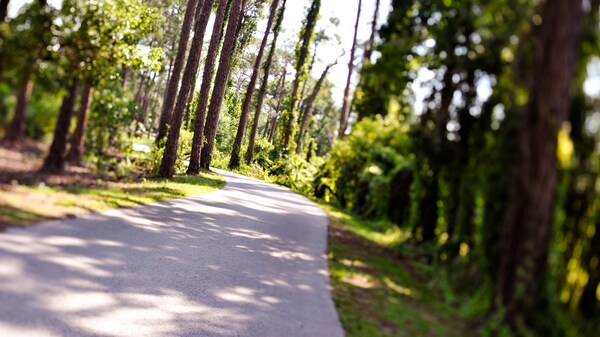 View of a tree-lined gravel path through the woodlands