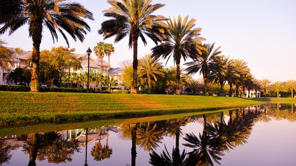 Palm trees in a row along a rolling green lawn at the edge of a river