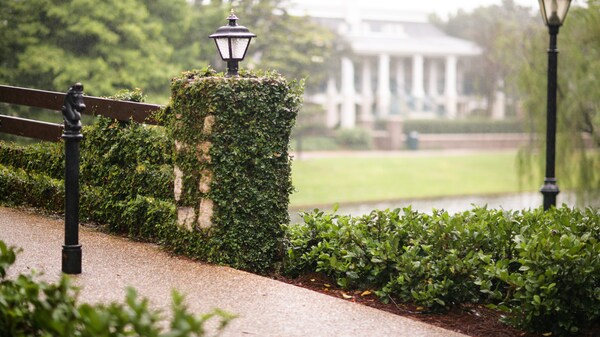 Concrete walkway lined by an ivy-covered railing on the grounds of Disney's Port Orleans – Riverside