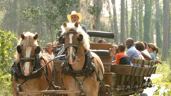 Dozens of smiling Guests ride in the back of an Old West-style wagon pulled by 2 horses