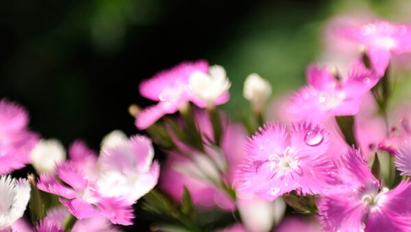 A cluster of carnation blossoms