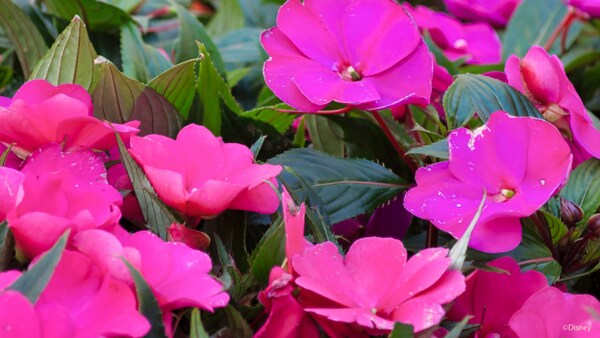 A cluster of impatiens blossoms