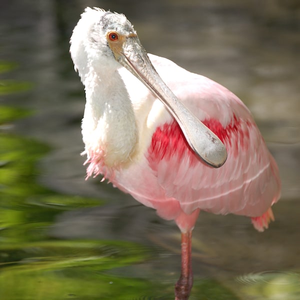 A brightly colored roseate spoonbill bird stands on a rock in the water