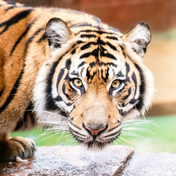A Sumatran tiger at Maharajah Jungle Trek