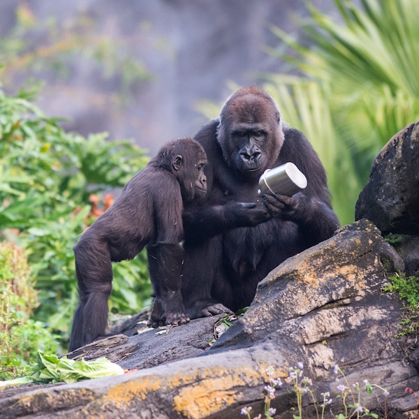 Two gorillas standing on a rock in Gorilla Falls Exploration Trail at Disney's Animal Kingdom theme park