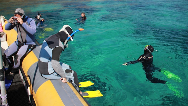 Visitantes com equipamentos de snorkel pulando de um barco inflável para a água Visitantes com equipamentos de snorkel pulando de um barco inflável para a água