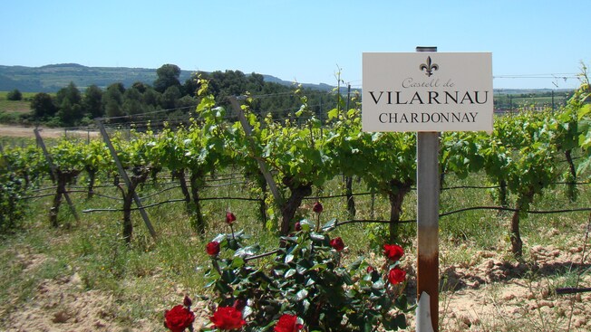 Un viñedo con un letrero que dice Castell de Vilarnau Chardonnay
