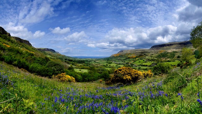 Wildflowers growing on a grassy glen next to the sea