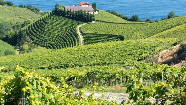 A hilly vineyard near the coast
