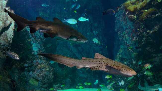 Un tiburón nadando entre otras criaturas marinas