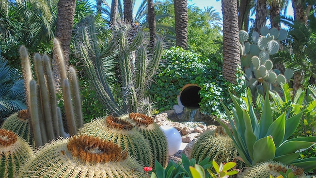 An array of cactus plants thriving within a date palm grove An array of cactus plants thriving within a date palm grove