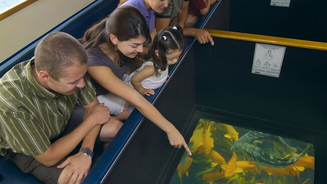 Passengers in a glass bottom boat admiring a school of fish through a window
