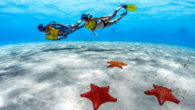 A man and a woman snorkeling above 3 starfish A man and a woman snorkeling above 3 starfish