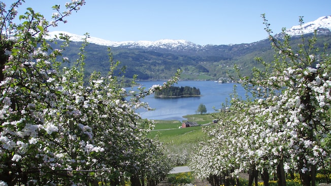 A small island of trees surrounded by a lake and lush mountains A small island of trees surrounded by a lake and lush mountains