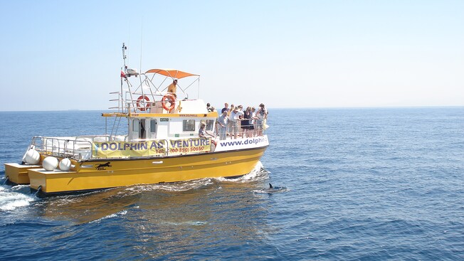 Dolphins swimming next to a pleasure boat filled with passengers