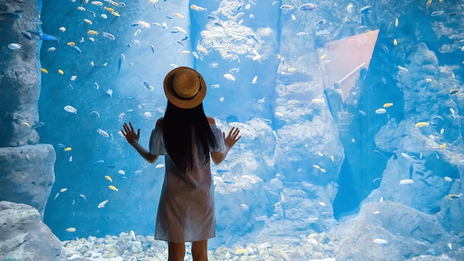 A small girl pressed up to the glass of a large aquarium filled with tropical fish A small girl pressed up to the glass of a large aquarium filled with tropical fish