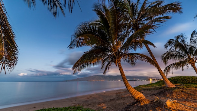 Una playa tropical arenosa con palmeras Una playa tropical arenosa con palmeras