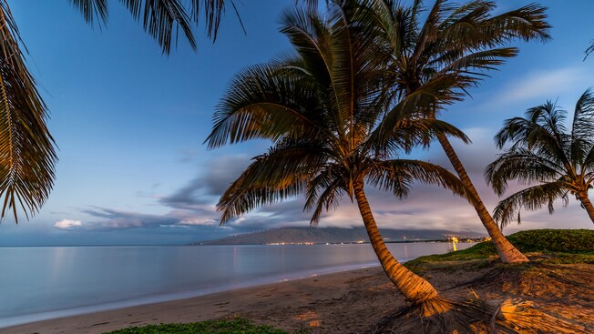 Una playa tropical arenosa con palmeras
