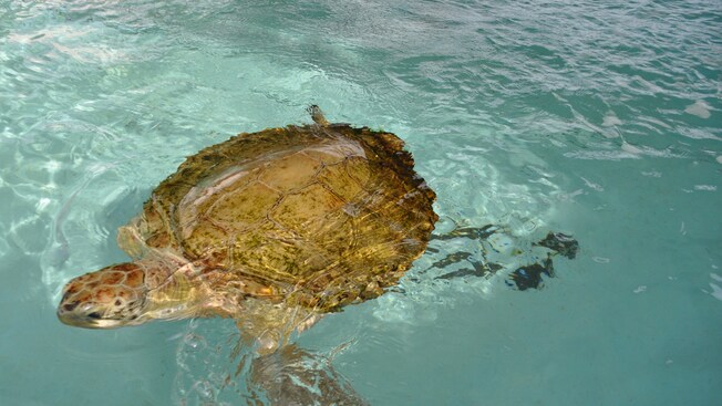 A turtle swims in a pool of water