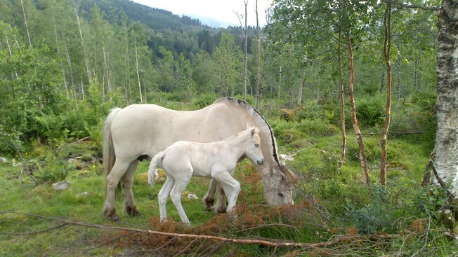 A mare and her young foal in a wooded pasture