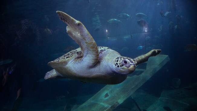 Una tortuga marina en un acuario