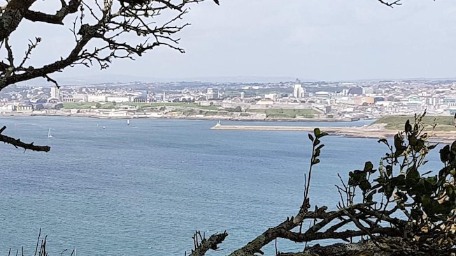 Árboles con vista a una bahía con botes cerca de un área metropolitana Árboles con vista a una bahía con botes cerca de un área metropolitana