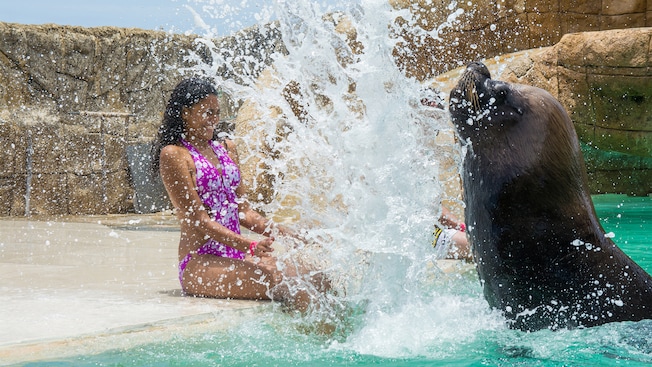 Un león marino salpica a una mujer sentada en el borde de una piscina Un león marino salpica a una mujer sentada en el borde de una piscina