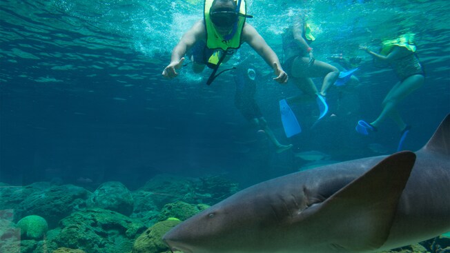 A group of people snorkeling next to a baby shark