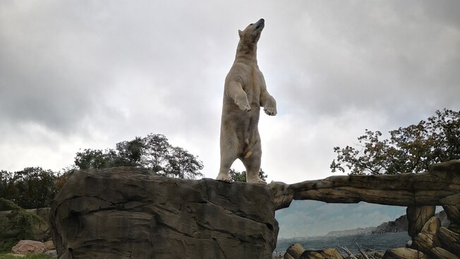 A polar bear standing on a rock
