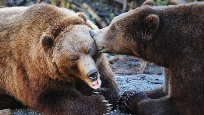 Un oso parece besar a otro oso