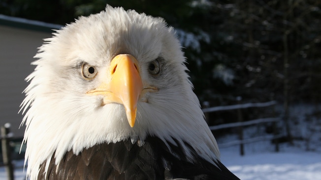 An American bald eagle with snow in the background An American bald eagle with snow in the background