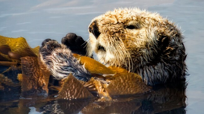 A sea otter grabs onto a clump of kelp in the water