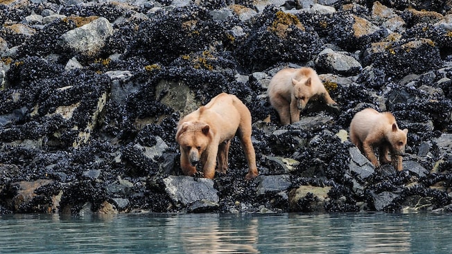 Brown bears approach the water from a rocky shore Brown bears approach the water from a rocky shore