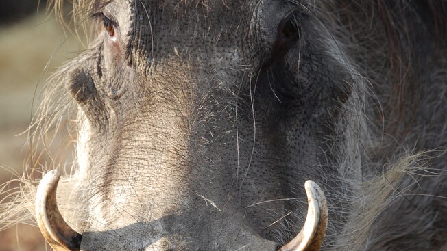 Un phacochère montre ses défenses