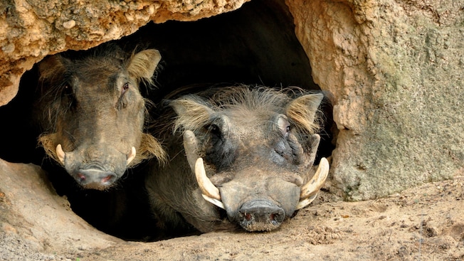 2 warthogs relax in a tiny cavern